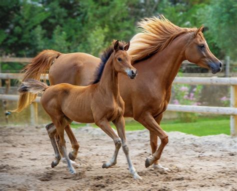 20,000+ Free Funny Horses & Horse Photos